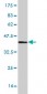 AP2S1 Antibody (monoclonal) (M01)